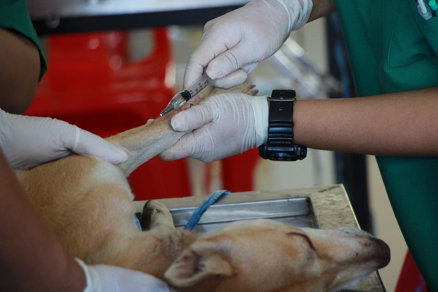 New Use Cases for Healthcare Simulation, Part 5: Veterinary Training